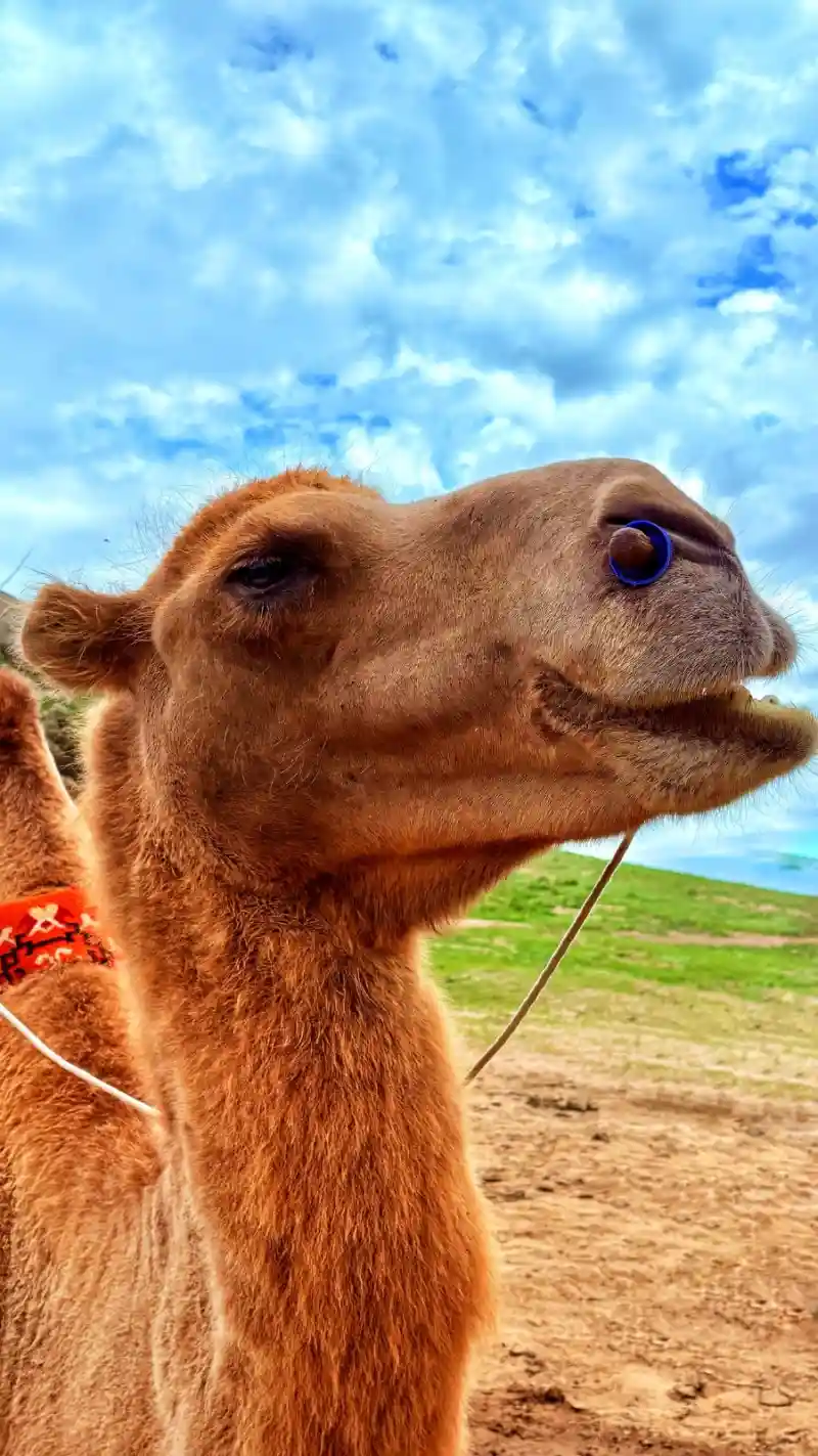 A Bactrian camel up close at a herders' camp in the Gobi