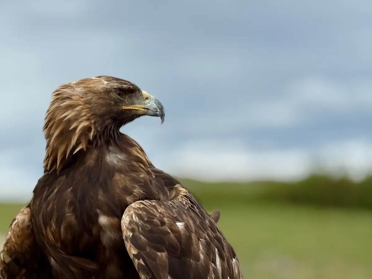 A golden eagle up close against the open steppe of Bayan-Ölgii