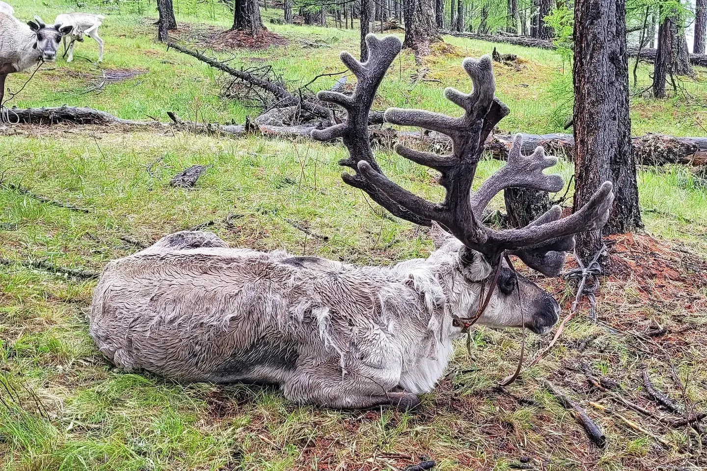 Domestic reindeer of the Mongolian taiga