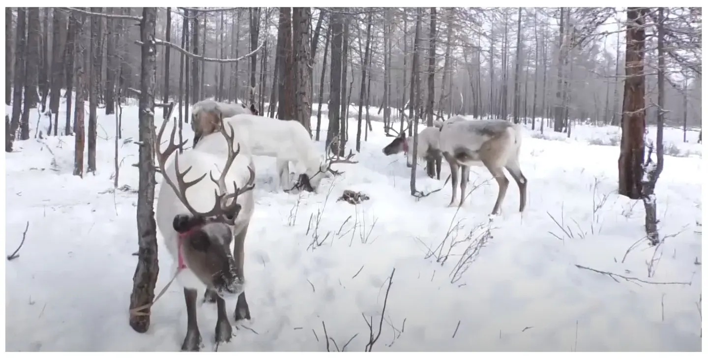 Tsaatan reindeer herders in northern Mongolia
